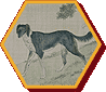 兽谱图册—犬