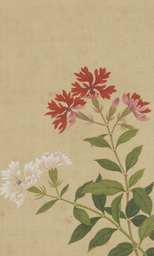 清 邹一桂 联芳谱图册 其一(局部)南宋 夏卉骈芳图页明 陆治 蔷薇图扇