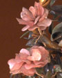 芙蓉石茶花