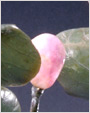 芙蓉石莲苞