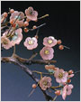 红料梅花
