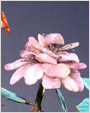 芙蓉石月季