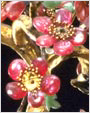 红宝石梅花