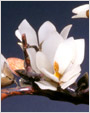 白玉玉兰花
