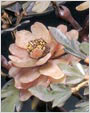 芙蓉石牡丹